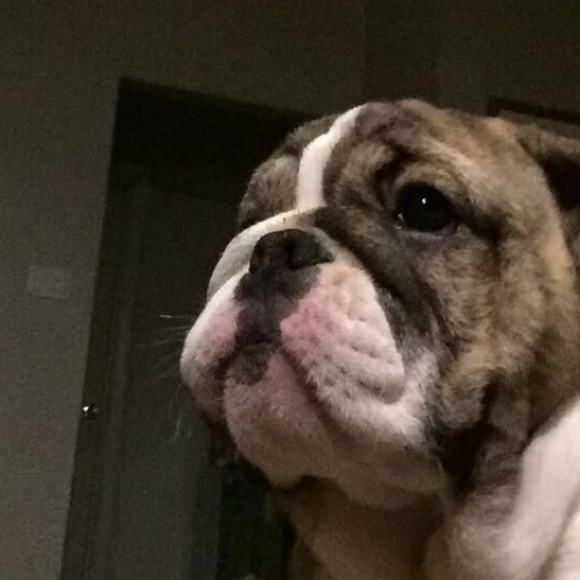 Meet your Poshers dog Pancake - Picture 6 of 6